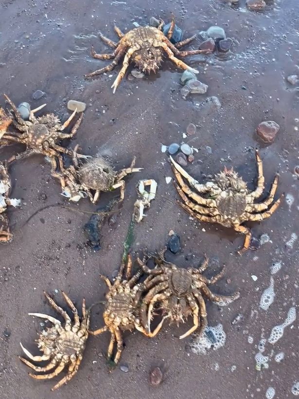 The dead spider crabs washed up on shore (Jam Press)