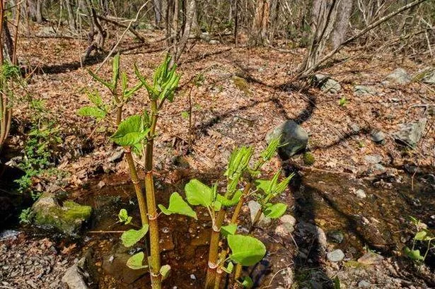 Japanese knotweed