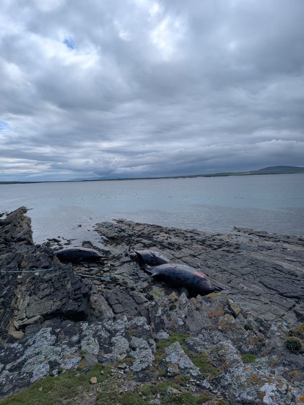 Whales found dead on the remote Orkney island