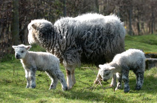 Sheep at Rice Lane City Farm 