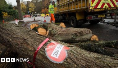 A felled tree with a red ribbon tied around its trunk. A laminated red heart shape is also attached to the tree and reads 'SAVE ME'.