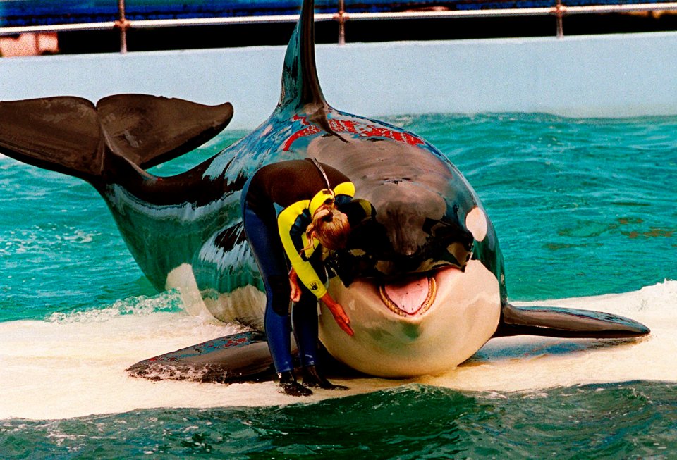 Lolita, a captive orca, with a trainer.