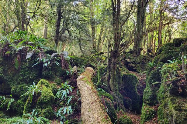 Puzzlewood is in the Forest of Dean