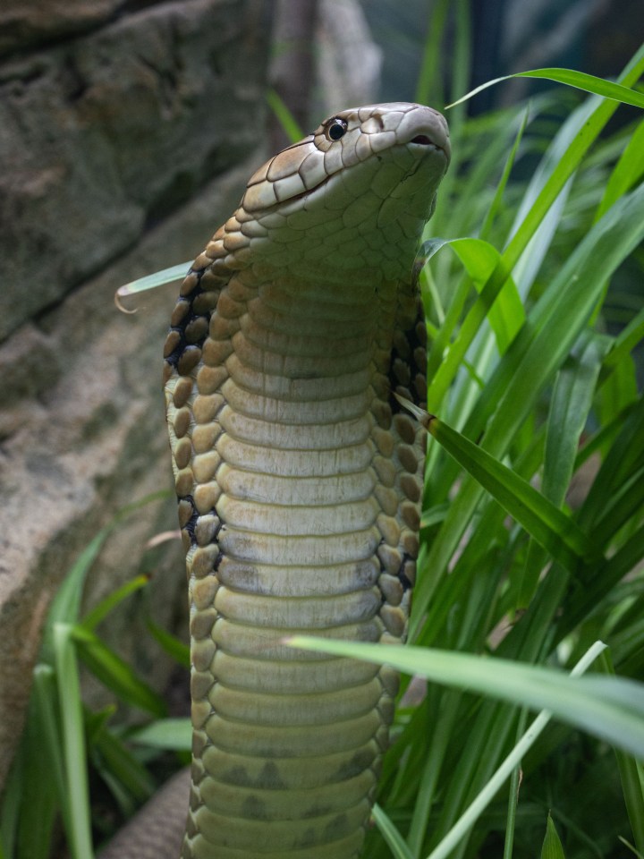 Male king cobra in its enclosure.