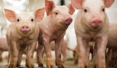 Opportunities, challenges and concerns as gene edited pigs may soon be on the regulatory platter in Europe