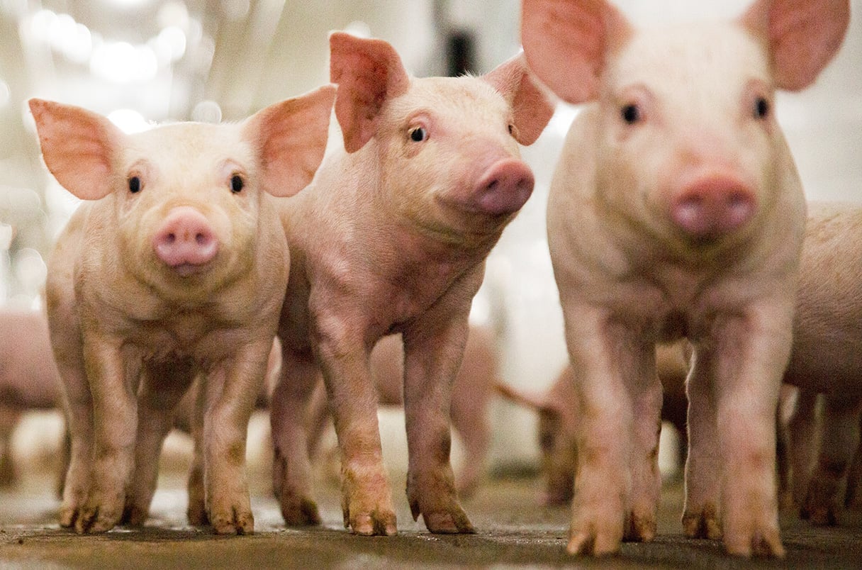 Opportunities, challenges and concerns as gene edited pigs may soon be on the regulatory platter in Europe