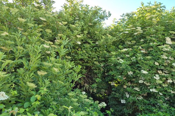 Giant hogweed