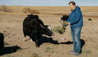 Dan Zwonitzer feeding the yaks on his farm outside Cheyenne, Wyoming.
