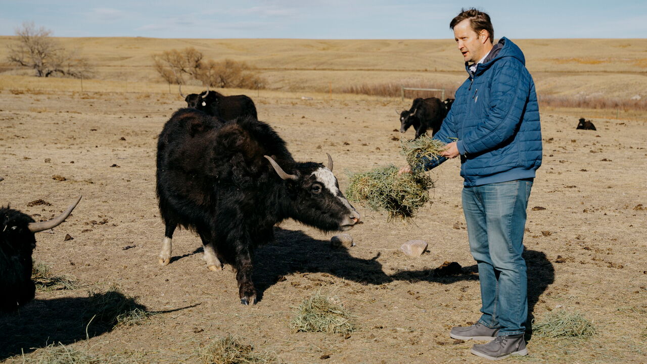 Dan Zwonitzer feeding the yaks on his farm outside Cheyenne, Wyoming.