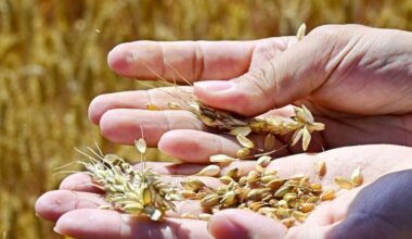 Scientists map genetic resistance to wheat "cancer"-Xinhua