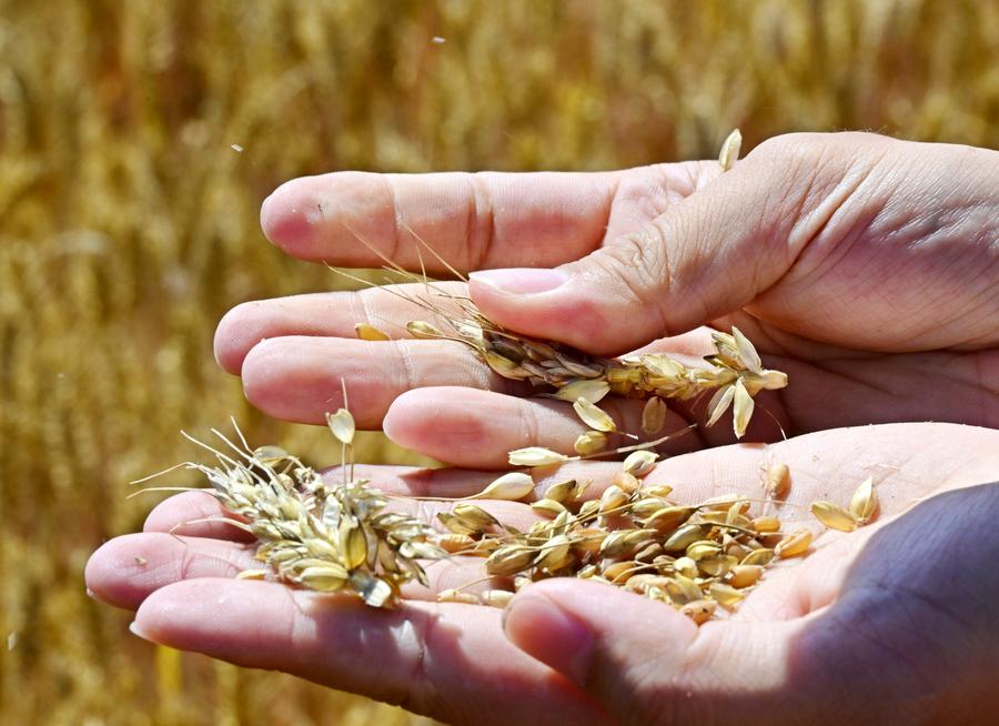 Scientists map genetic resistance to wheat "cancer"-Xinhua