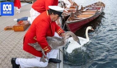 King Charles' annual swan census begins on River Thames