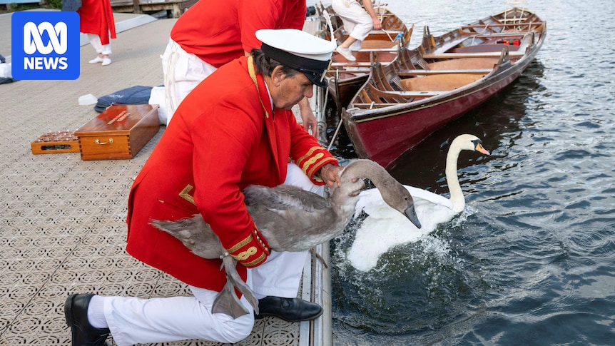 King Charles' annual swan census begins on River Thames
