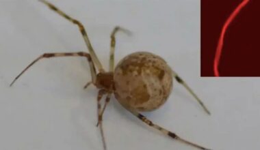 spider now spins glowing red silk