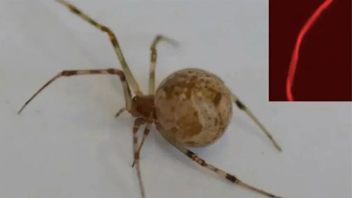 spider now spins glowing red silk