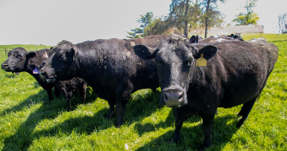 Economists doubt Trump outlook that U.S. will sell 'so much' beef to Australia
