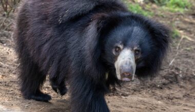 Sloth bear comes to live at Edinburgh Zoo