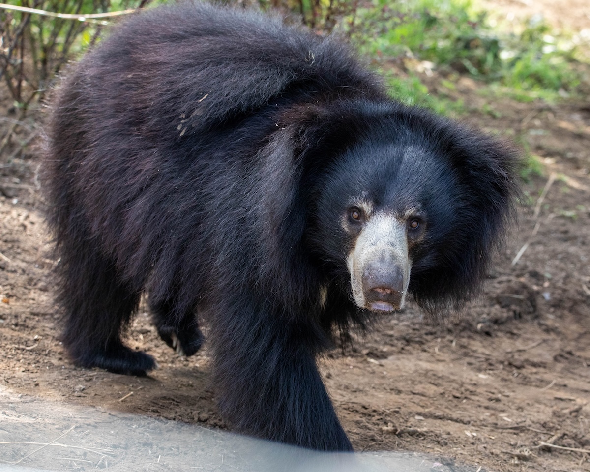 Sloth bear comes to live at Edinburgh Zoo