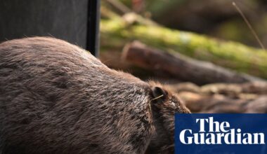 Scheme to release beavers into wild in England has stalled, say nature experts | Wildlife