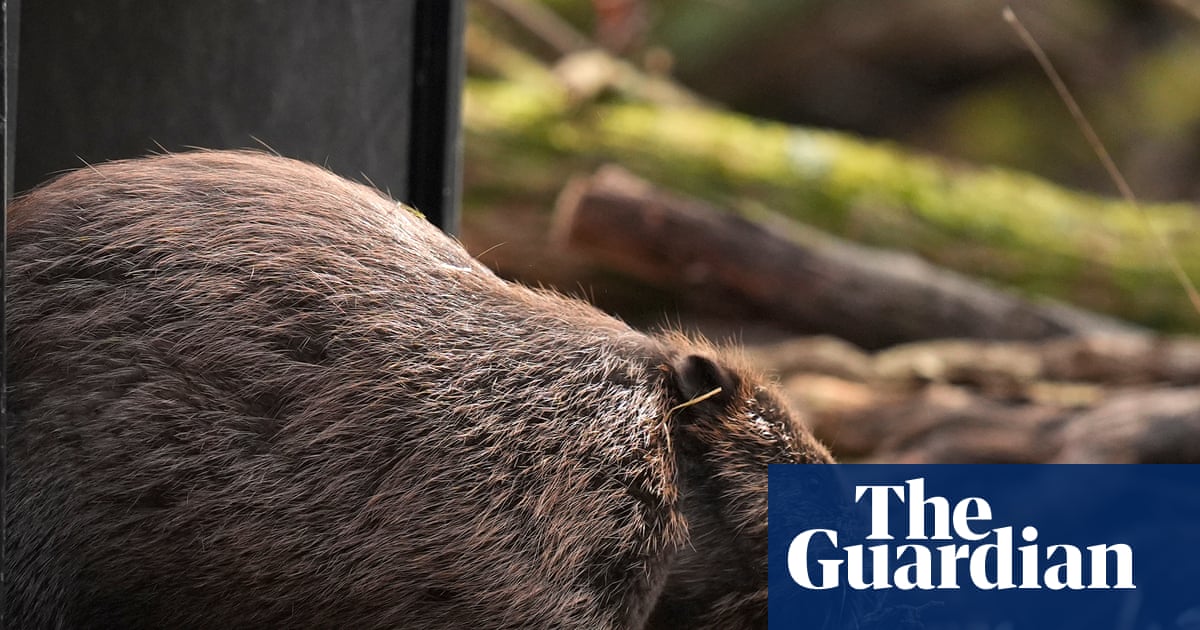 Scheme to release beavers into wild in England has stalled, say nature experts | Wildlife