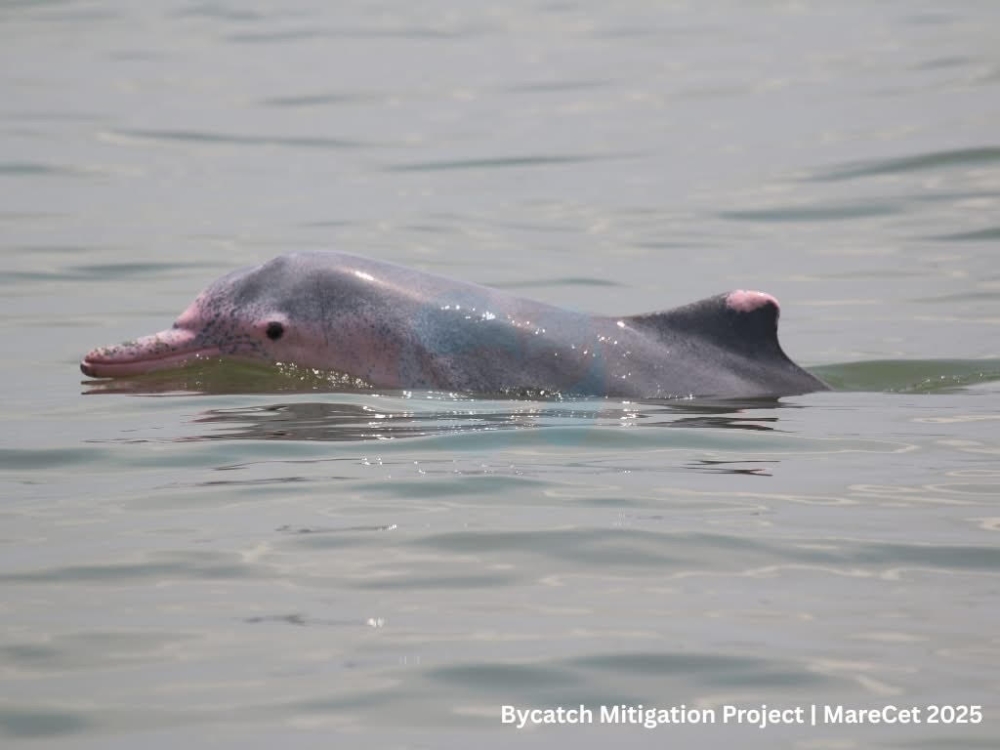An Indo-Pacific humpback dolphin spotted during fieldwork in Kuala Sepetang, Perak, as part of MareCet’s bycatch mitigation project with local fishers. — Picture courtesy of MareCet Research Organisation