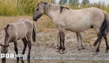 A small herd of konik ponies at Kingfishers Bridge nature reserve. They are sandy brown with dark manes, tails and legs. There are four adult ponies and two foals, one hidden behind an adult. They are standing beside a pond and one of the foals is drinking. Behind them is foliage and sky.