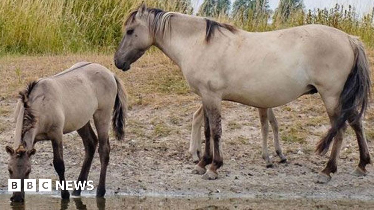A small herd of konik ponies at Kingfishers Bridge nature reserve. They are sandy brown with dark manes, tails and legs. There are four adult ponies and two foals, one hidden behind an adult. They are standing beside a pond and one of the foals is drinking. Behind them is foliage and sky.