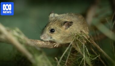 Rare pookila mouse rediscovered in Western NSW as species fights for survival