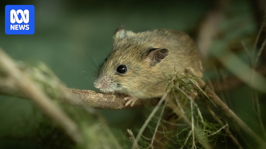 Rare pookila mouse rediscovered in Western NSW as species fights for survival
