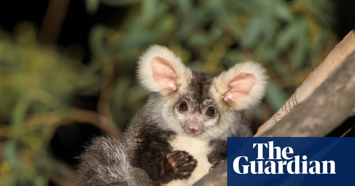 Murray Watt urged to intervene after accusations proposed Queensland coalmine clearing land in greater glider habitat | Endangered species