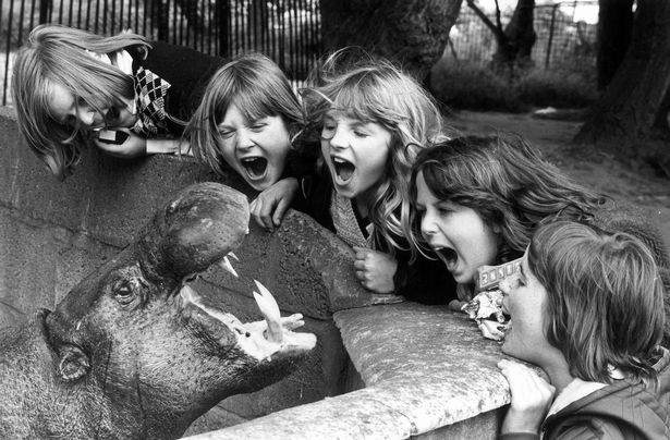Maxie the pygmy Hippo was one of the favourites of the children who visited Chester Zoo in the 1970s