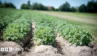 Potato crops in rows in a field on a sunny day. The crop is low with densely packed small green leaves sprouting from mounds of earth in rows
