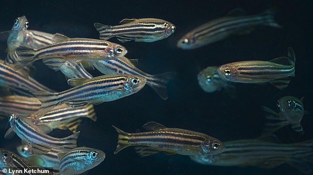 Adult zebrafish in the lab. Around 70 per cent of human genes are found in zebrafish, according to scientists, which makes them well suited as lab models