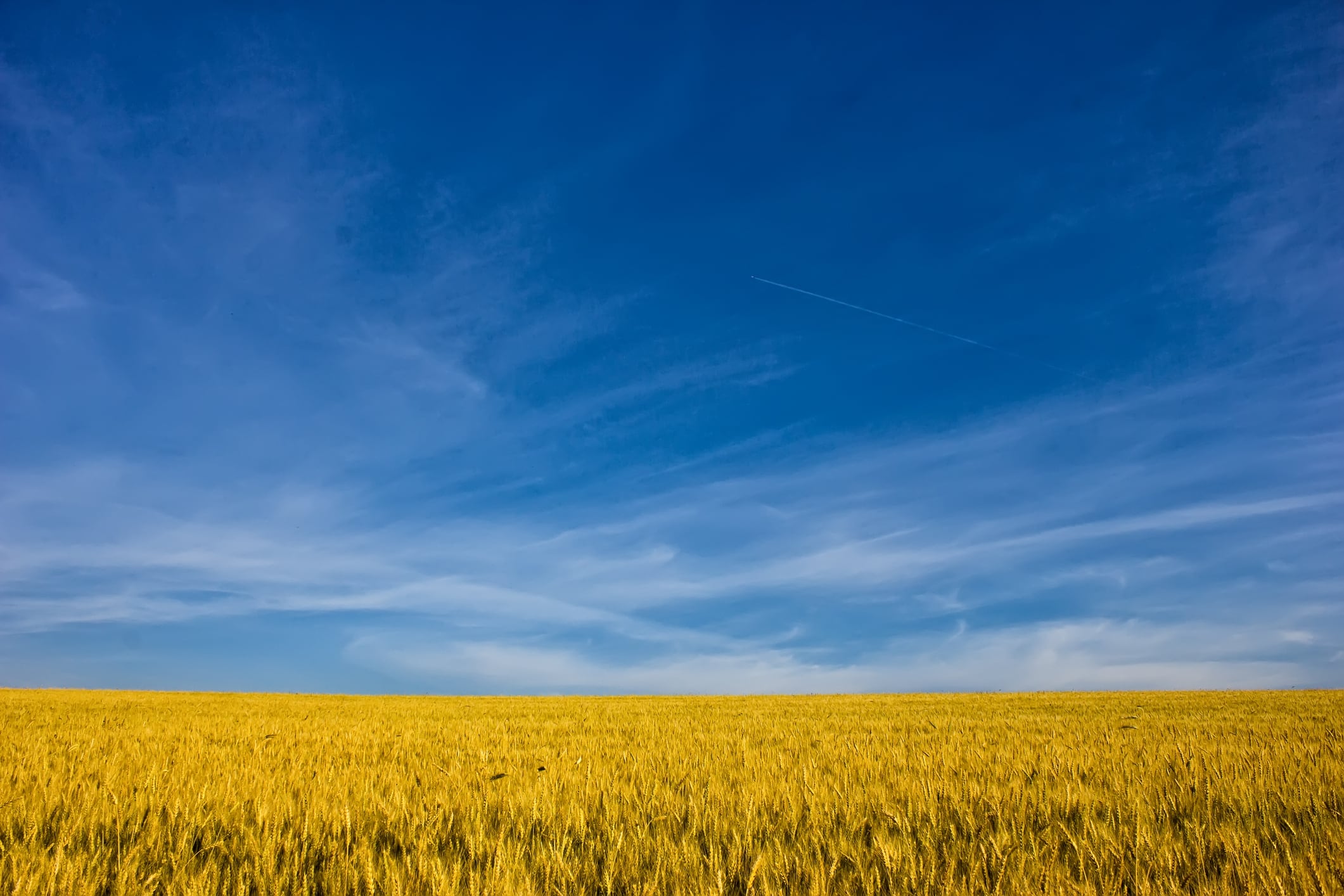 Golden wheat field with blue sky in background