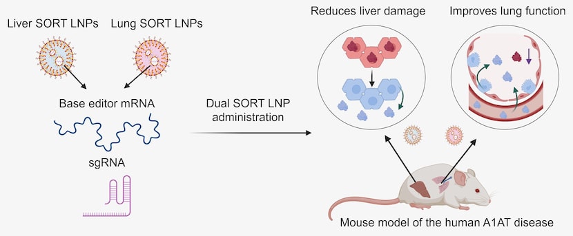 The selective organ targeting lipid nanoparticles developed by Daniel Siegwart and his...