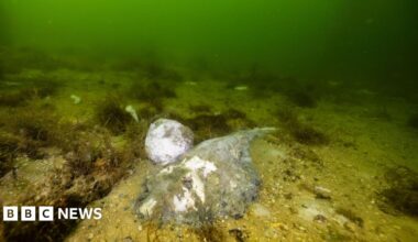 Dead puffer fish on the shore