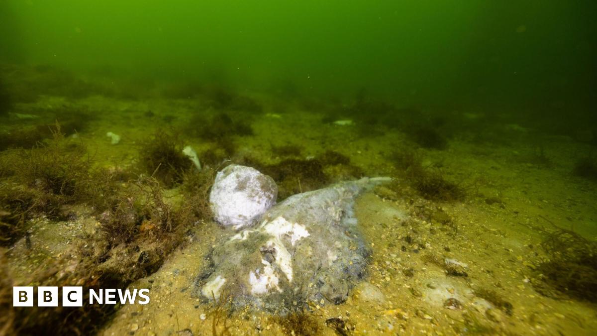 Dead puffer fish on the shore