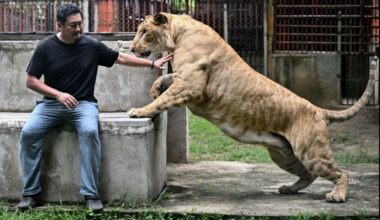 AFP News