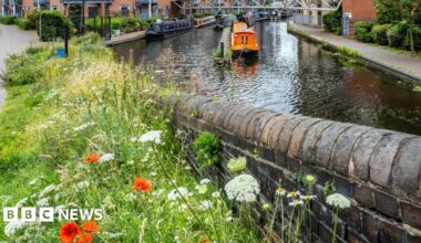 Flowers by the canal in Birmingham