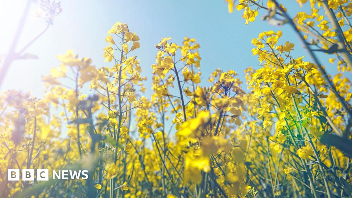 A field of yellow flowers as the sun sparkles.