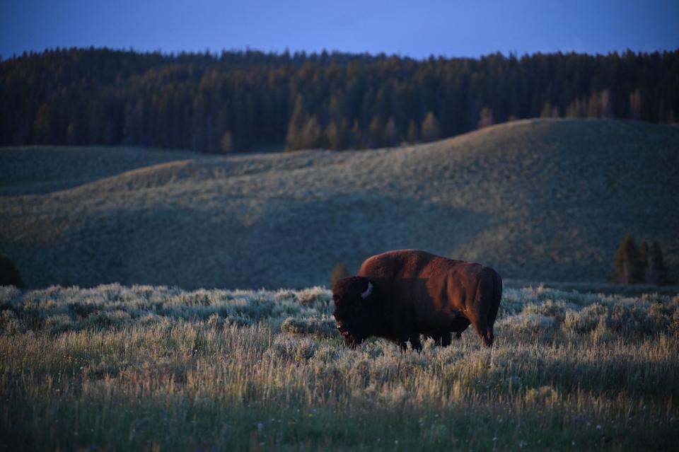 An American Bison, also called Buffalo, grazes in the Yellowstone National Park July 9, 2020.