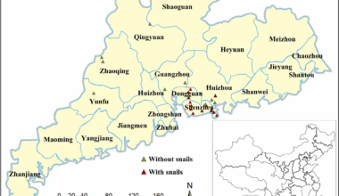 The morphology, genetic structure, and haplotype distribution of the invasive freshwater snails Biomphalaria straminea and Physa acuta in Guangdong, China | Tropical Medicine and Health