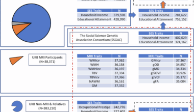 Deciphering the influence of socioeconomic status on brain structure: insights from Mendelian randomization
