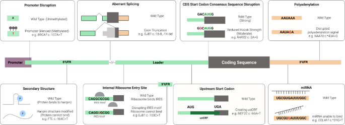 The role of untranslated region variants in Mendelian disease: a review