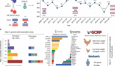Mapping the regulatory genetic landscape of complex traits using a chicken advanced intercross line