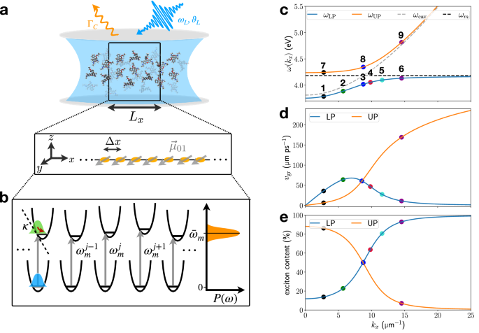 Quantum dynamics simulation of exciton-polariton transport
