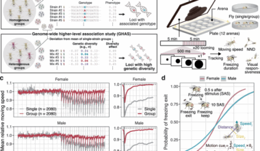 Neurogenomic and behavioral principles shape freezing dynamics and synergistic performance in Drosophila melanogaster