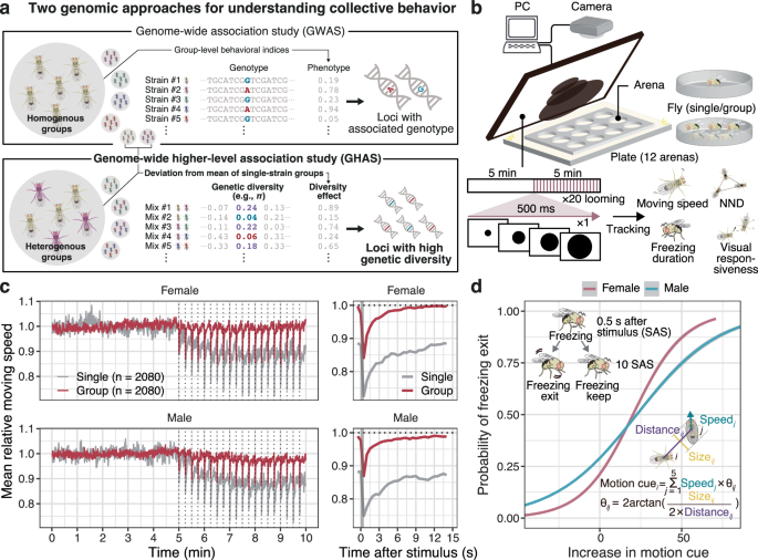 Neurogenomic and behavioral principles shape freezing dynamics and synergistic performance in Drosophila melanogaster