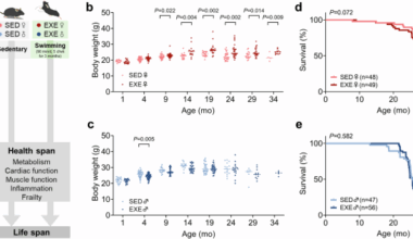 Early-life exercise extends healthspan but not lifespan in mice