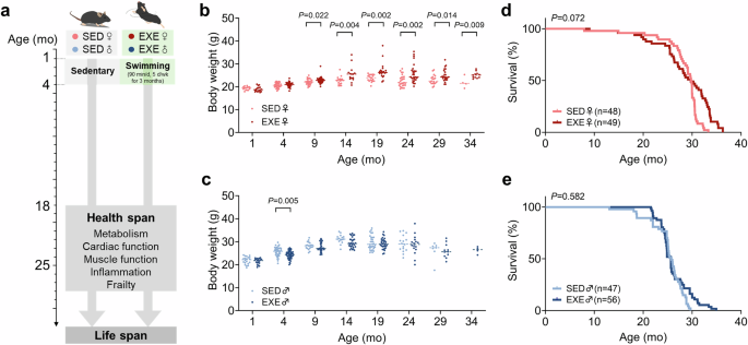 Early-life exercise extends healthspan but not lifespan in mice